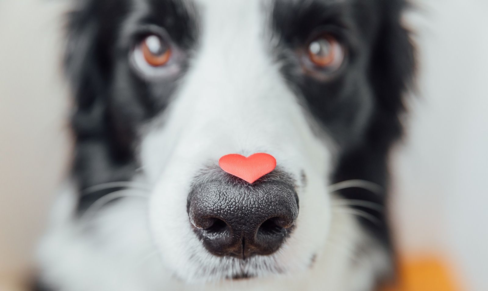 Cardiomiopatia Dilatada no Cão